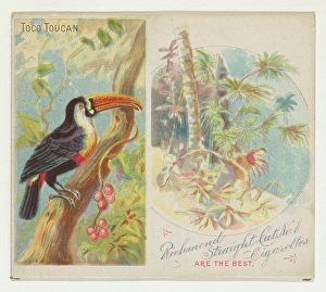 Toco Toucan Birds Tropics series N38 Allen & Ginter Cigarettes Toco Toucan Birds Tropics series N38 Allen & Ginter Cigarettes
