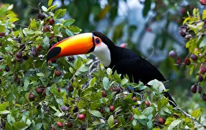 Images Dated 3rd August 2006: Toco Toucan in bush, Ramphastos toco
