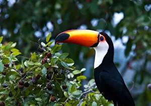 Images Dated 3rd August 2006: Toco Toucan in bush, Ramphastos toco