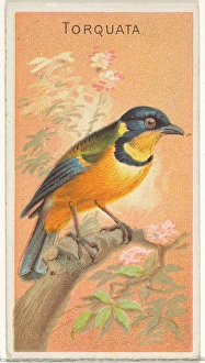 Torquata Birds Tropics series N5 Allen & Ginter Cigarettes Brands Torquata Birds Tropics series N5 Allen & Ginter Cigarettes Brands