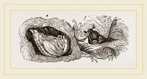 Insect Life Cycle Stages Prints: Transformations of Cockchafer