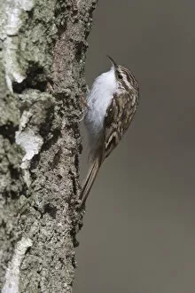 Images Dated 27th March 2004: Treecreeper foraging on treetrunk, Netherlands
