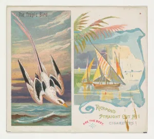 Tropic Bird Birds Tropics series N38 Allen & Ginter Cigarettes Tropic Bird Birds Tropics series N38 Allen & Ginter Cigarettes