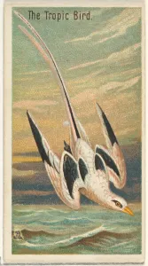 Tropic Bird Birds Tropics series N5 Allen & Ginter Cigarettes Brands Tropic Bird Birds Tropics series N5 Allen & Ginter Cigarettes Brands