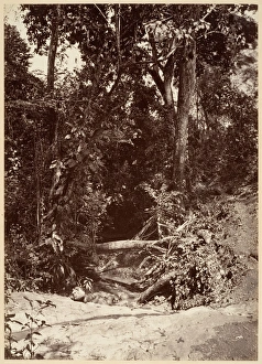 Tropical Scenery Brook El Bano Chipigana 1871 Tropical Scenery Brook El Bano Chipigana 1871