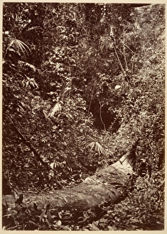 Tropical Scenery Forest 1871 Albumen silver print Tropical Scenery Forest 1871 Albumen silver print