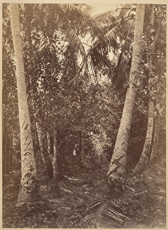 Tropical Scenery Forest Turbo 1871 Albumen silver print Tropical Scenery Forest Turbo 1871 Albumen silver print