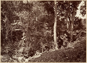 Tropical Scenery View Chipigana 1871 Albumen silver print Tropical Scenery View Chipigana 1871 Albumen silver print