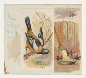 Troupial Song Birds World series N42 Allen & Ginter Cigarettes Troupial Song Birds World series N42 Allen & Ginter Cigarettes