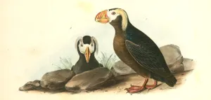 Tufted Puffin. 1. Male. 2 Female., Audubon, John James, 1785-1851 Tufted Puffin. 1. Male. 2 Female., Audubon, John James, 1785-1851