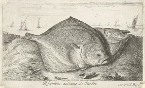Two turbot on the beach, Albert Flamen, Jacques van Merlen, Lodewijk XIV (koning Two turbot on the beach, Albert Flamen, Jacques van Merlen, Lodewijk XIV (koning
