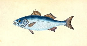 Turbot, Pleuronectes maximus, 1803, British fishes, Donovan, E. (Edward), 1768-1837 Turbot, Pleuronectes maximus, 1803, British fishes, Donovan, E. (Edward), 1768-1837