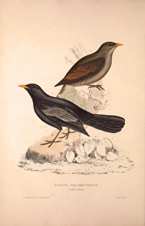 Aztec Thrush Aztec Thrush