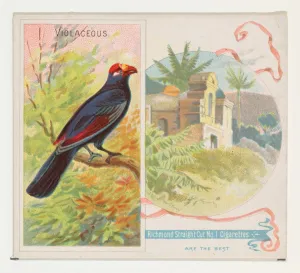 Violaceous Birds Tropics series N38 Allen & Ginter Cigarettes Violaceous Birds Tropics series N38 Allen & Ginter Cigarettes