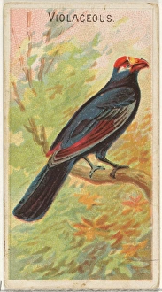Violaceous Birds Tropics series N5 Allen & Ginter Cigarettes Brands Violaceous Birds Tropics series N5 Allen & Ginter Cigarettes Brands