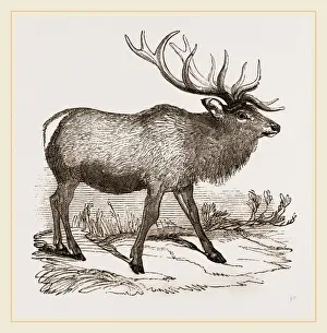 North American Deer Species Prints: Wapiti
