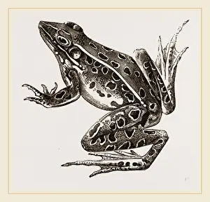Water Frog Habitat Prints: Water-Frog