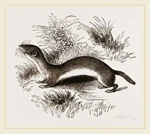 Weasel Species Prints: Weasel
