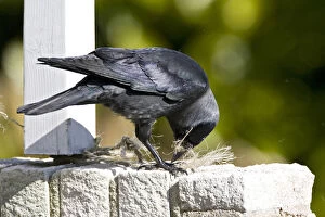Images Dated 7th April 2007: Western Jackdaw with nest material, Coloeus monedula