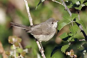 Images Dated 30th July 2005: Western Subalpine Warbler, Sylvia cantillans, The Netherlands