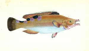 Whiff, Pleuronectes megastoma, 1804, British fishes, Donovan, E. (Edward), 1768-1837 Whiff, Pleuronectes megastoma, 1804, British fishes, Donovan, E. (Edward), 1768-1837