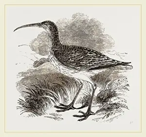 Prints of Whimbrel Sandpiper Prints: Whimbrel Print by Librifly