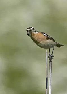 Images Dated 24th June 2006: Whinchat female perched, Saxicola rubetra, Finland