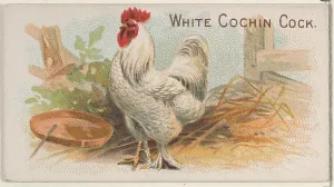 White Cochin Cock Prize Game Chickens series White Cochin Cock Prize Game Chickens series