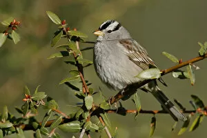 Images Dated 31st January 2005: White-crowned Sparrow, Zonotrichia leucophrys
