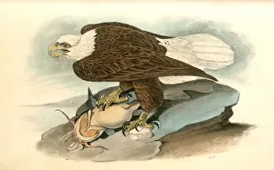 Bald Eagle Illustration Prints: White-headed Sea Eagle, or Bald Eagle. Audubon, John James, 1785-1851