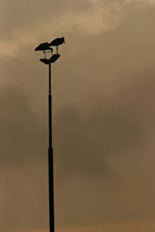 Images Dated 17th December 2006: White Storks on a light pole, Ciconia ciconia