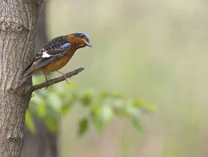 Images Dated 14th May 2005: White-throated Rock Thrush perched on branch China, Monticola gularis, China