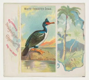 White-Throated Shag Birds Tropics series N38 White-Throated Shag Birds Tropics series N38