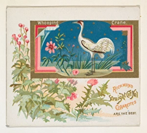 Whooping Crane Game Birds series N40 Allen & Ginter Cigarettes Whooping Crane Game Birds series N40 Allen & Ginter Cigarettes