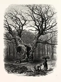 Great Britain Heritage Images Prints: WINDSOR: William the Conquerors Oak, UK, britain, british, europe, united kingdom