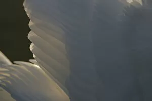 Images Dated 22nd December 2007: Wing feathers of Mute Swan Netherlands, Cygnus olor