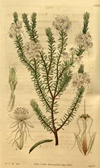 Antique Plant Illustration Prints: wjh