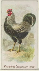 Wyandotte Cock Silver Laced Prize Game Chickens series Wyandotte Cock Silver Laced Prize Game Chickens series
