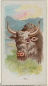 Yak Wild Animals World series N25 Allen & Ginter Cigarettes Yak Wild Animals World series N25 Allen & Ginter Cigarettes