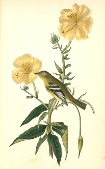Yellow-bellied Flycatcher. Male., Audubon, John James, 1785-1851 Yellow-bellied Flycatcher. Male., Audubon, John James, 1785-1851