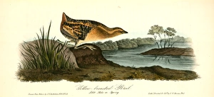 Yellow-breasted Rail. Adult Male in Spring., Audubon, John James, 1785-1851 Yellow-breasted Rail. Adult Male in Spring., Audubon, John James, 1785-1851