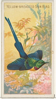 Yellow-Breasted Sun Bird Birds Tropics series Yellow-Breasted Sun Bird Birds Tropics series