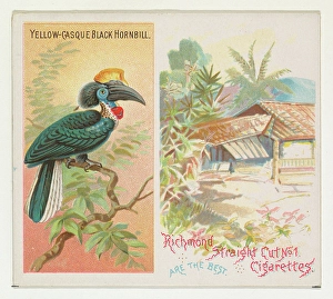 Yellow-Casque Black Hornbill Birds Tropics series Yellow-Casque Black Hornbill Birds Tropics series