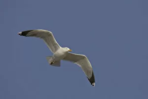 Images Dated 28th December 2004: Yellow-legged Gull flying, Larus michahellis