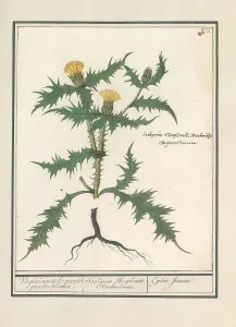 Yellow thistle Scolymus hispanicus Virginia large geese Bloeme Yellow thistle Scolymus hispanicus Virginia large geese Bloeme