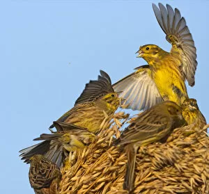 Images Dated 18th February 2006: Yellowhammer, Emberiza citrinella