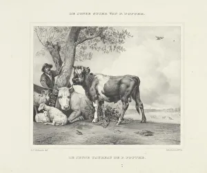 young bull P Potter title object jeune taureau young bull P Potter title object jeune taureau
