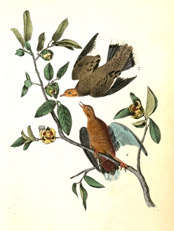 Zenaida Dove. 1. Male. 2. Female. (Anona), Audubon, John James, 1785-1851 Zenaida Dove. 1. Male. 2. Female. (Anona), Audubon, John James, 1785-1851
