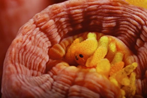 1 cm yellow tube polyp with a small macroscopic Isopod feeding on it 1 cm yellow tube polyp with a small macroscopic Isopod feeding on it