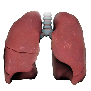 Respiratory System Artwork Prints: 3D model of right and left human lung